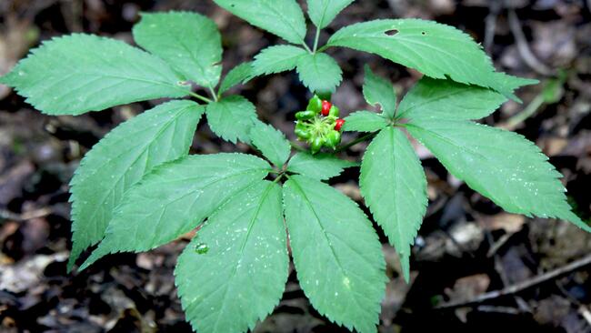 Ginseng photo by Chris Evans