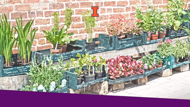 A variety of plants lined up against a brick wall that are for sale
