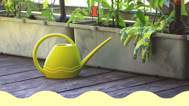 A yellow watering can and gardening gloves next to tomato plants in long growing containers