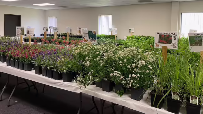 rows of plants on tables