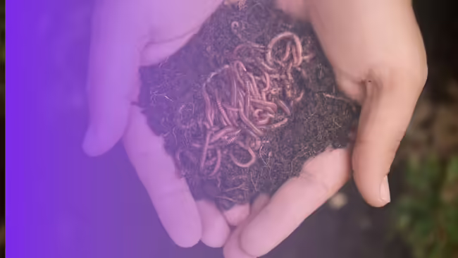 hands holding red wiggler worms for vermicomposting