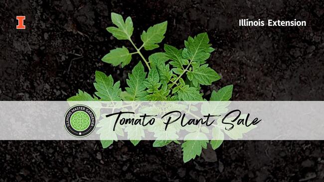 tomato plant in dark soil