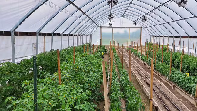 rows of plants in high tunnel