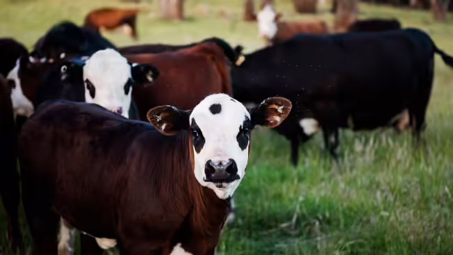 beef cattle standing in field