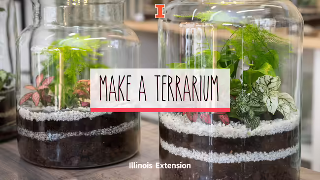 Two terrariums