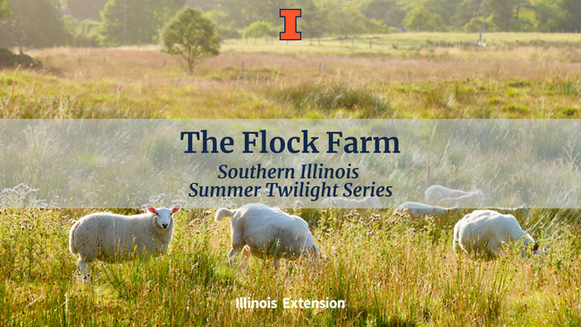 Sheep in field with "The Flock Farm, Southern Illinois Summer Twilight Series" text