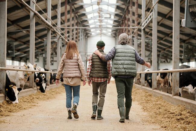 man, boy, and woman walk down dairy barn with backs to camera