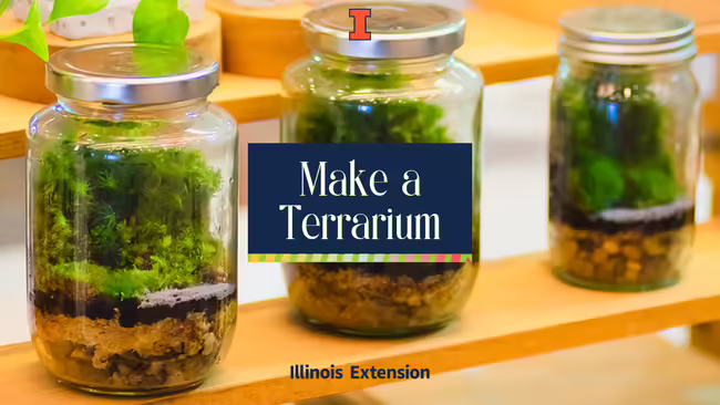 terrariums on shelves
