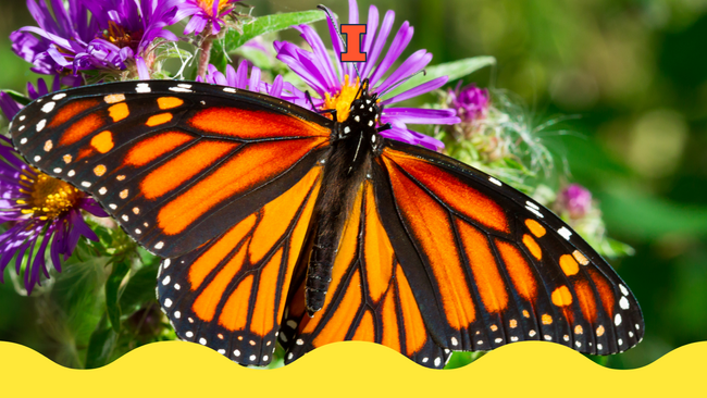A monarch butterfly on a purple flower. 