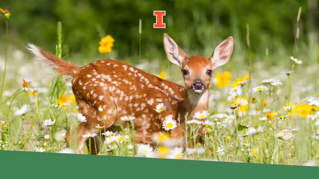 A fawn in a wildflower field