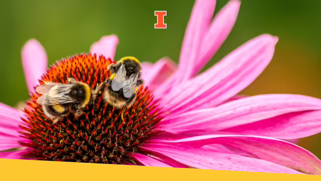 Bumblebees on a flower with bright pink pedals.