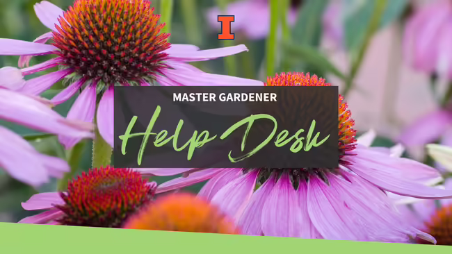 Purple cone flowers. Text in middle reads Master Gardener Help Desk