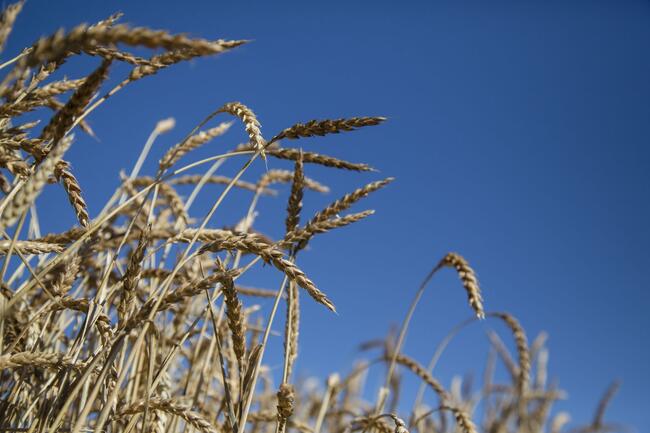 Mature wheat crop against blue sky