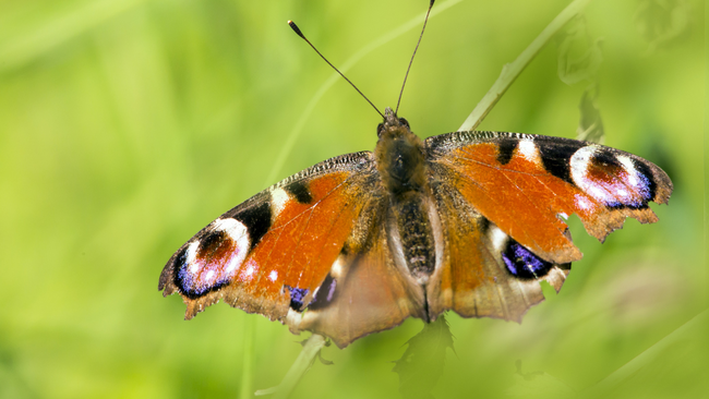 io moth, orange/black with green blurry background