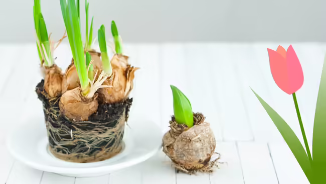 Bulbs in soil are placed on a table