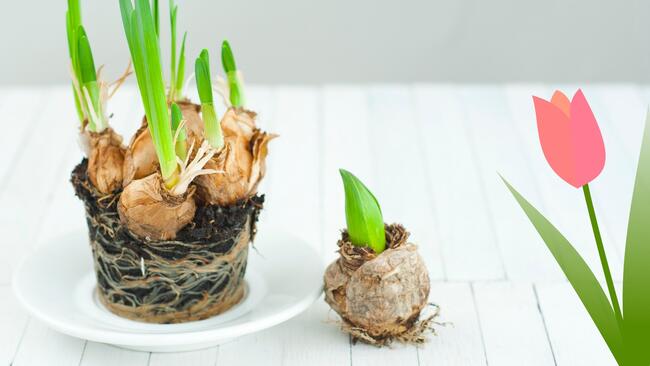 Bulbs in soil are placed on a table