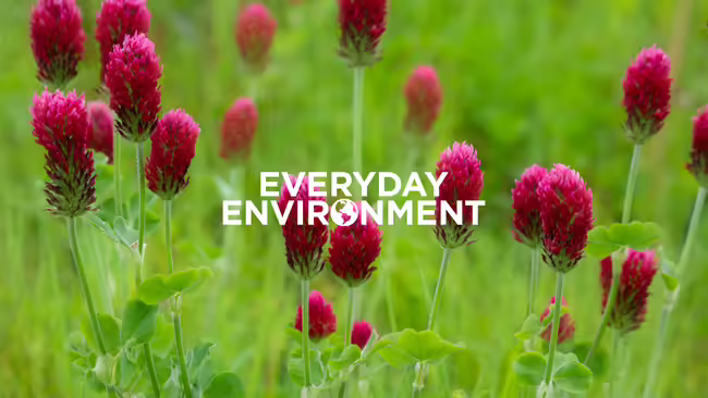 cover crops
