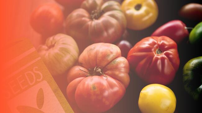 image of tomatoes with orange overlay