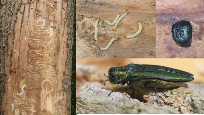 Emerald ash borer beetle and larvae