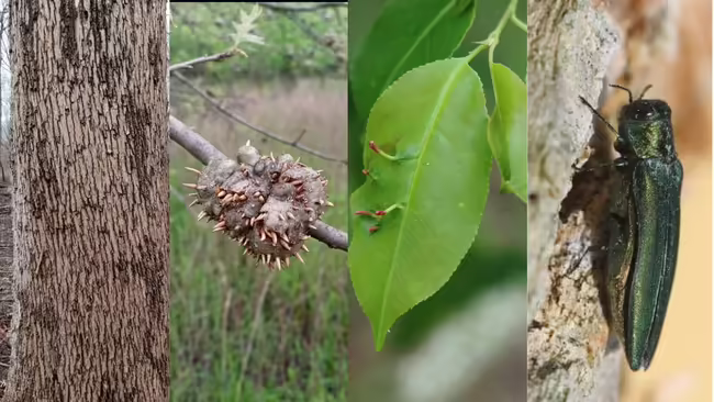 Forest Diseases