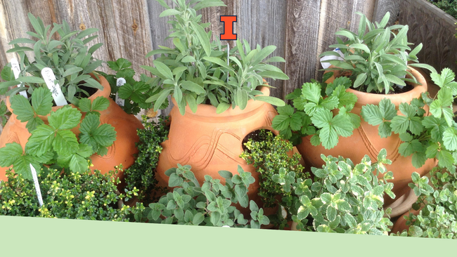 Different types of herbs growing in clay pots