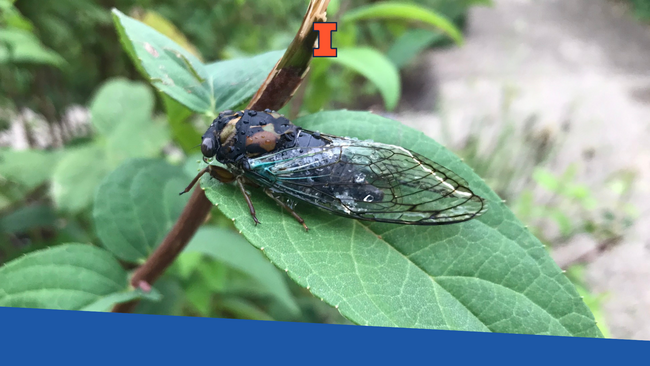 A cicada on a green leaf