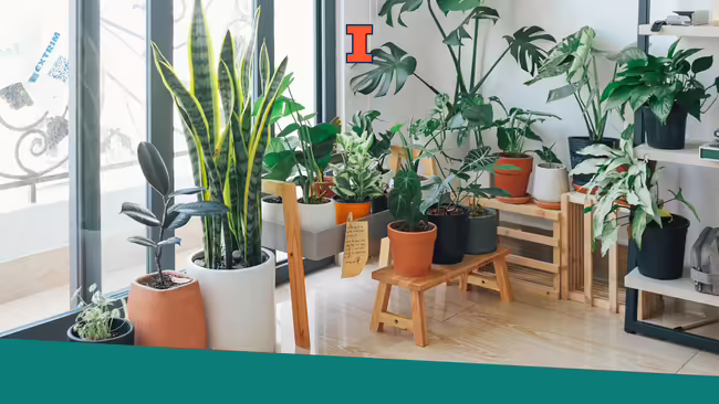A variety of houseplants displayed in a home