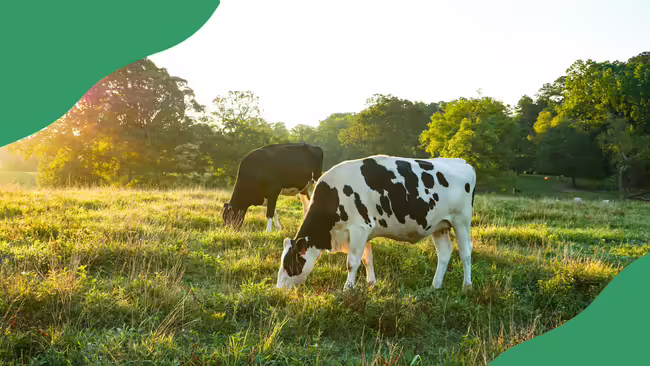 Cows grazing in a field