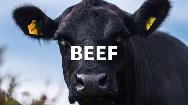angus cow