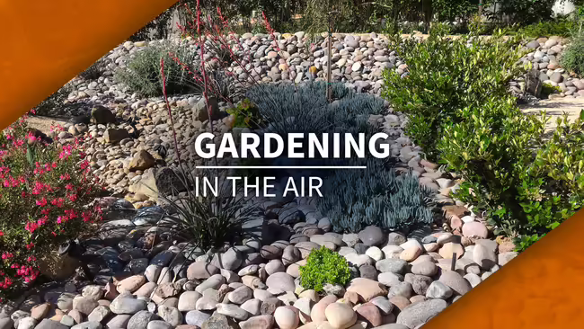 rock garden and drought-resistant plants