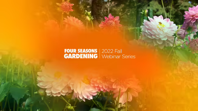 dahlia flowers