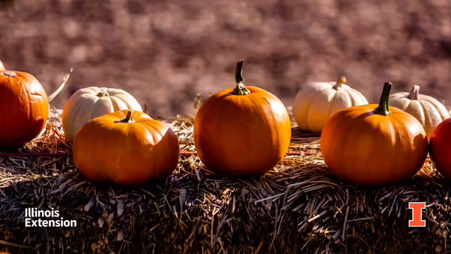 A display of pumpkins on a shed outside.