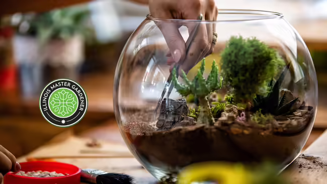Women designing terrarium by hand with succulents and cactus