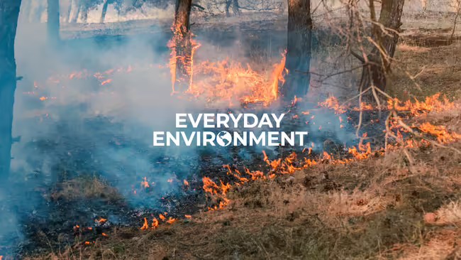 prescribed fire burn in forest