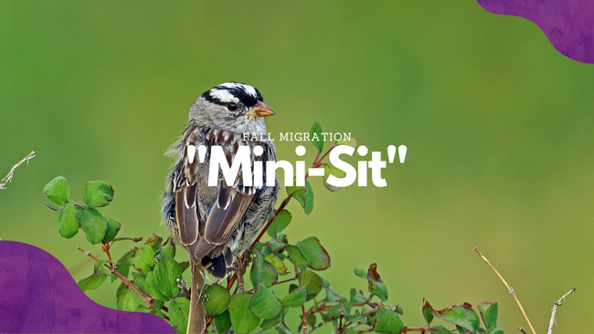 White-crowned sparrow with "Fall Migration Mini-Sit" text.