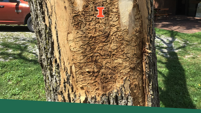 A tree that has damage to its trunk from Emerald Ash Boreres