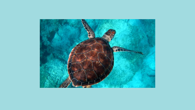 seat turtle in blue ocean