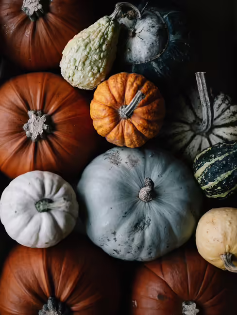 pumpkins and gourds