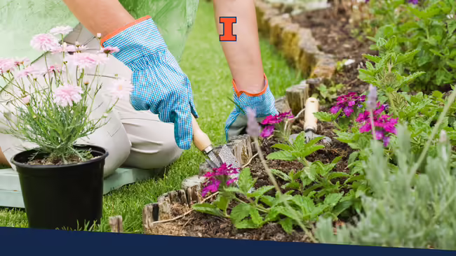 A person kneeling next to a garden bed wearing blue gloves using a trowel to dig a hole to plant a flower.