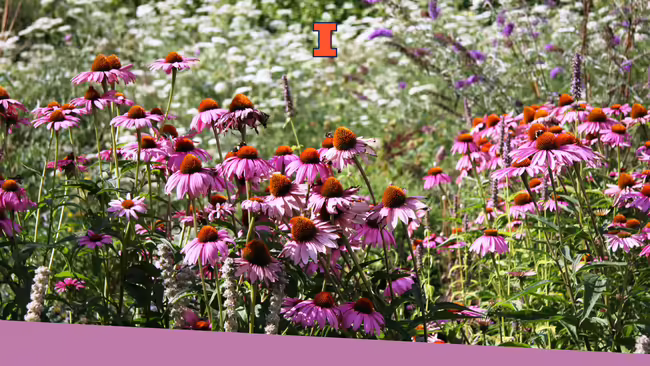 Purple cone flowers in a field.