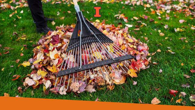 A person using a rake to rake up a pile of leaves.