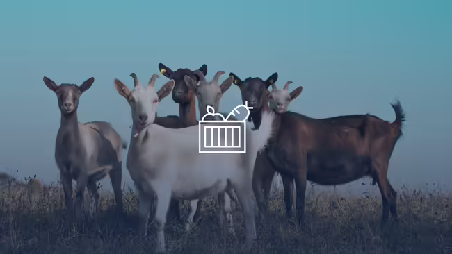 Goats and sheep standing in a field.