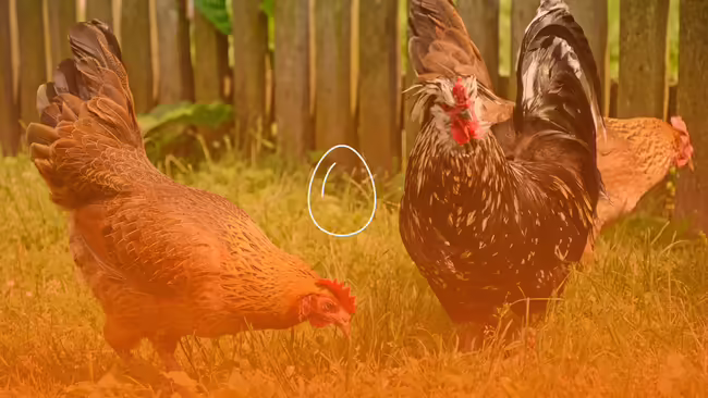 Chickens in backyard with graphic of egg over the top of image.