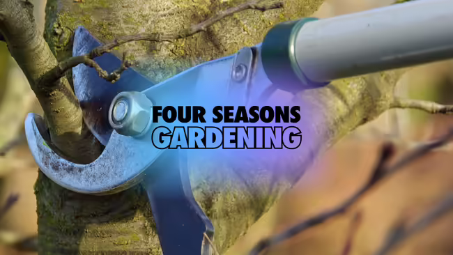 pruning a branch off of a tree