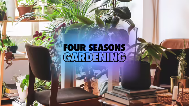 indoor plants in front of an office window