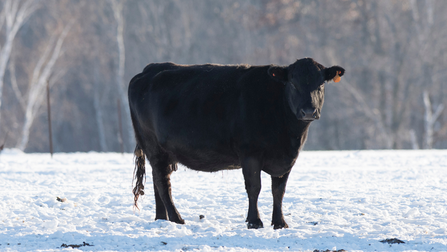 angus cow in the snow