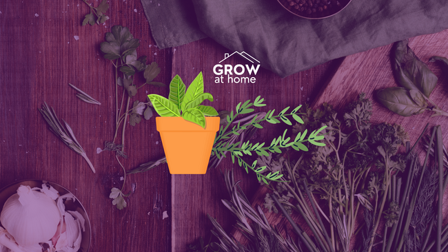 Decorative image with GROW at Home logo and herbs in the center