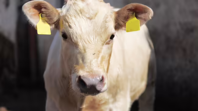 white cow