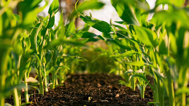 growing corn