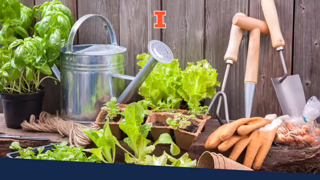 Various gardening tools and plants